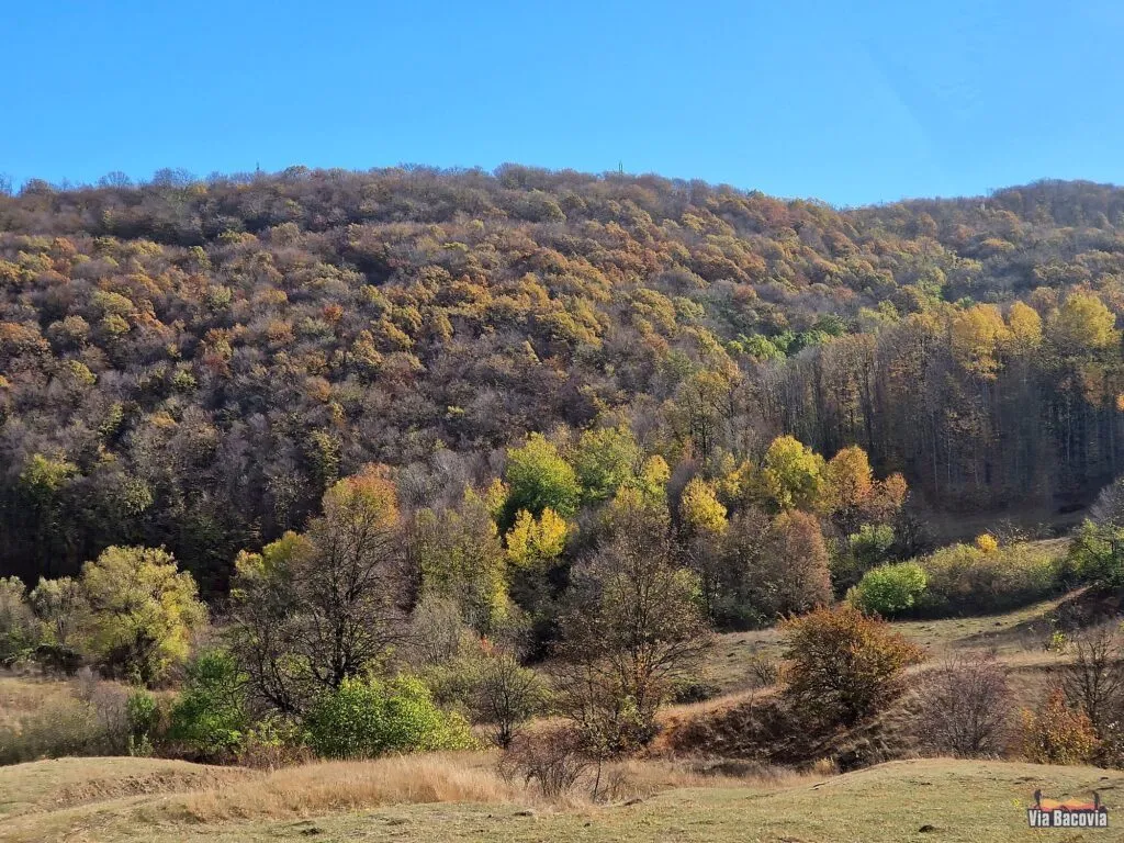 Pădure de toamnă, cadru pentru bushcraft și survival