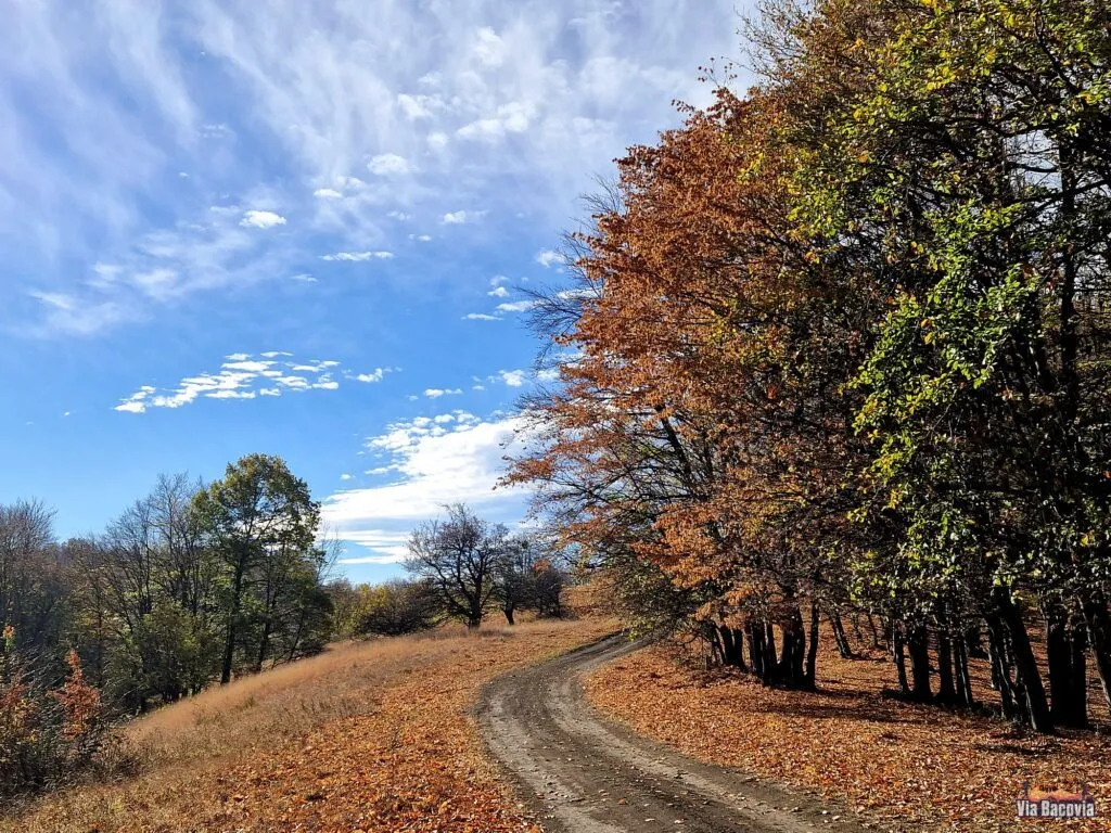 Traseu prin pădure de toamnă, Via Bacovia, zona Bacăului